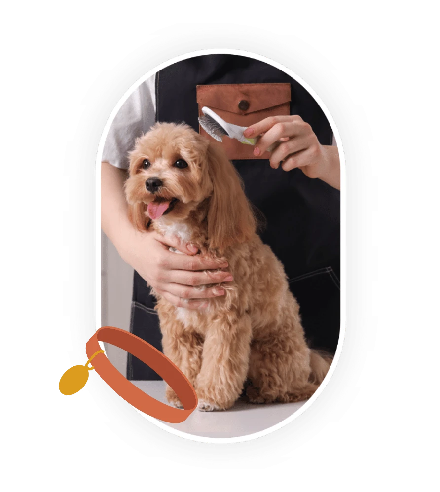 Chien Maltipoo à vendre qui se fait toiletter