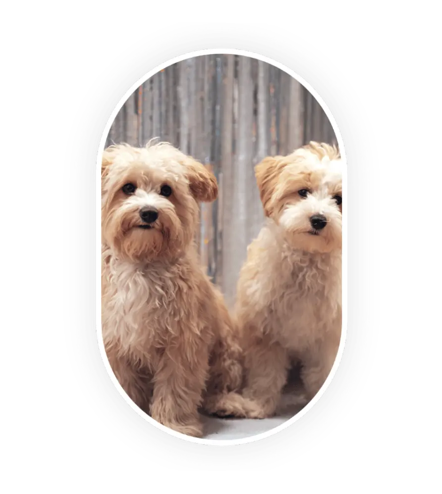 Deux maltipoo côte à côte