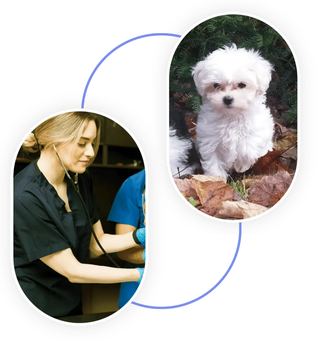 Élevage de Maltipoo avec un éléveur