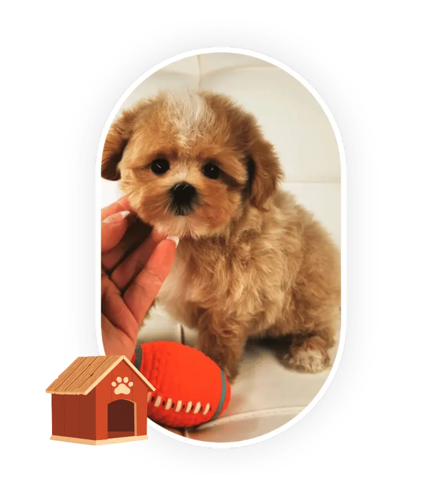 Élevage de Maltipoo