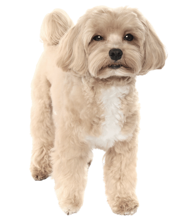 Maltipoo beige