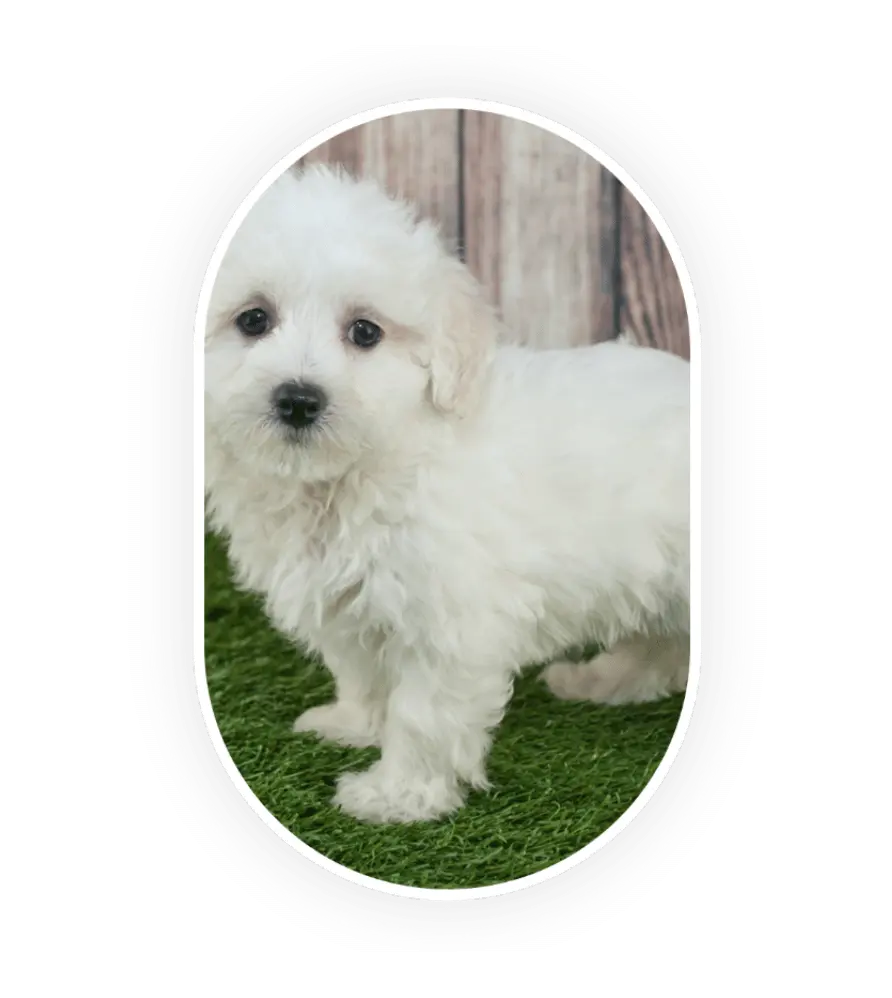 Maltipoo blanc devant un enclos