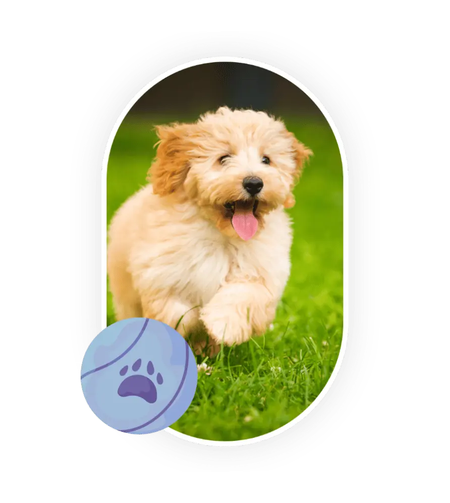 Maltipoo dans une prairie