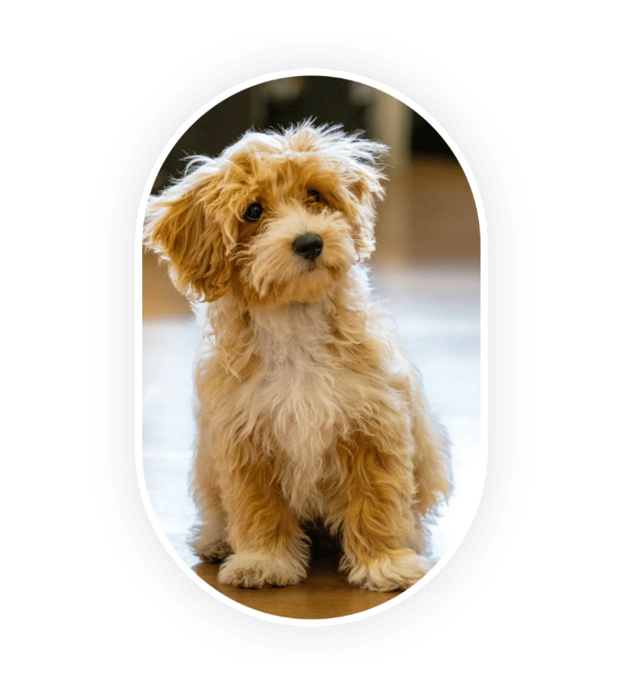 Maltipoo en pleine éducation