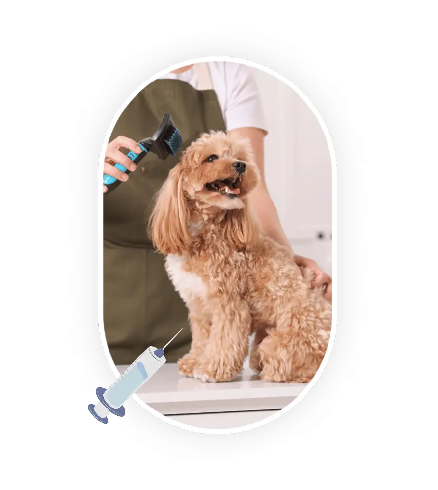 Maltipoo adopté qui reçoit un toilettage