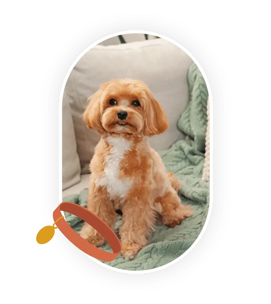 Maltipoo sur un canapé, tirant la langue