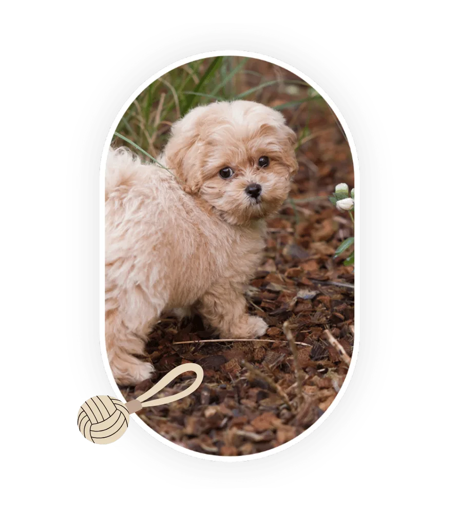 Maltipoo sur l’herbe
