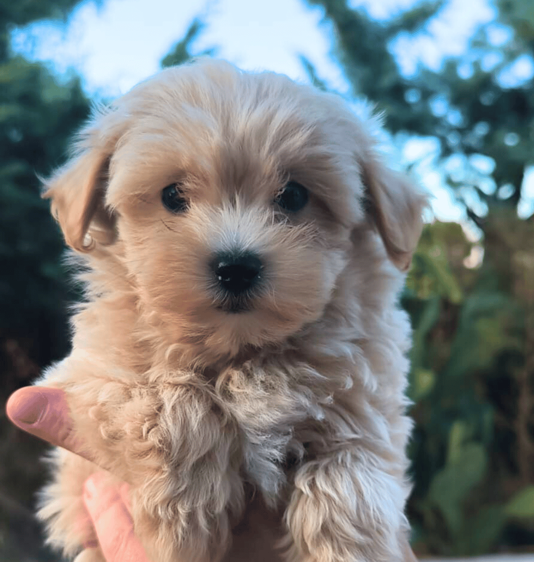 Maltipoo dans une main