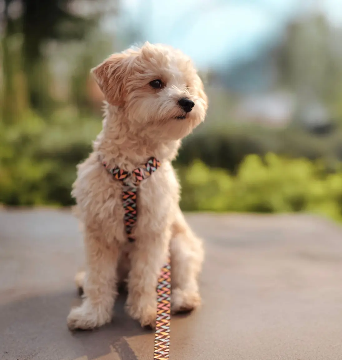 Maltipoo dehors