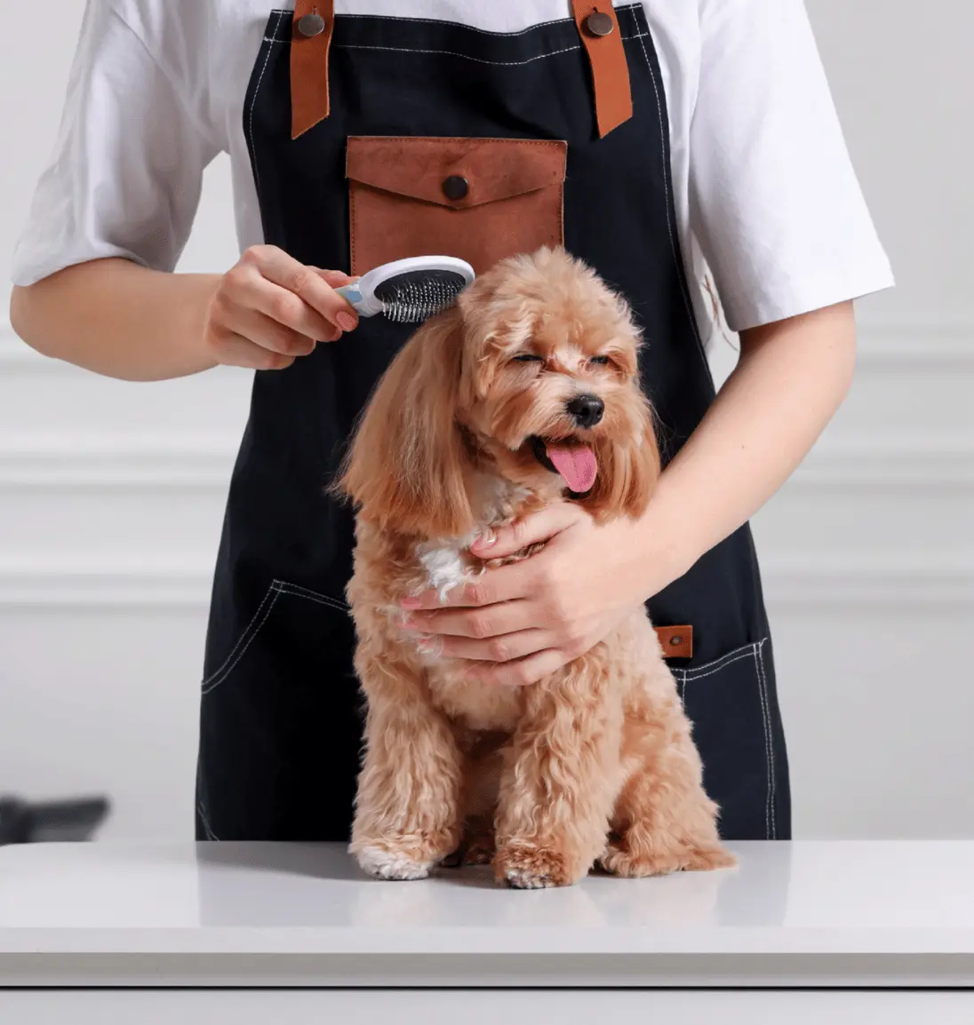 Toilettage d'un maltipoo
