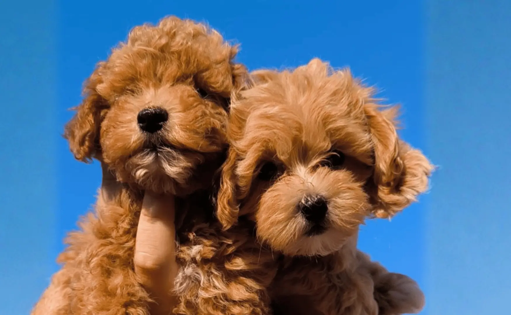 Deux chiots maltipoo