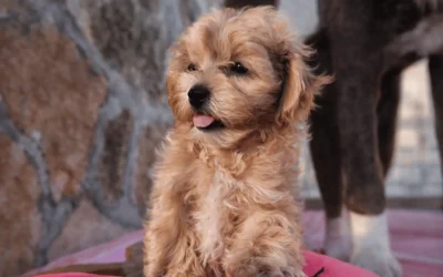 Espérance de vie du Maltipoo : combien d’années vit-il ?