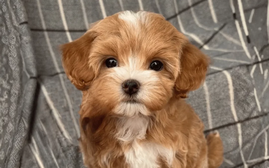 Caractère du Maltipoo : tout savoir sur son tempérament doux et joueur