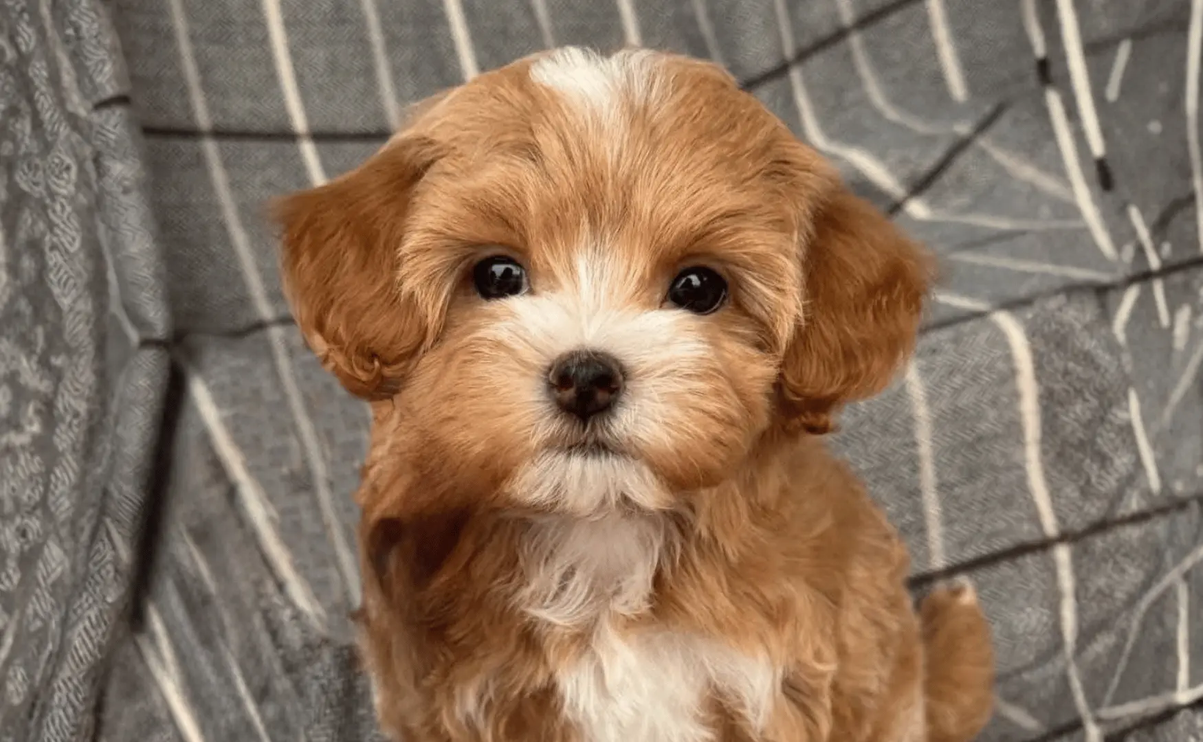 Petit maltipoo au caractère doux