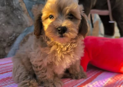 Maltipoo adulte sur un plaid