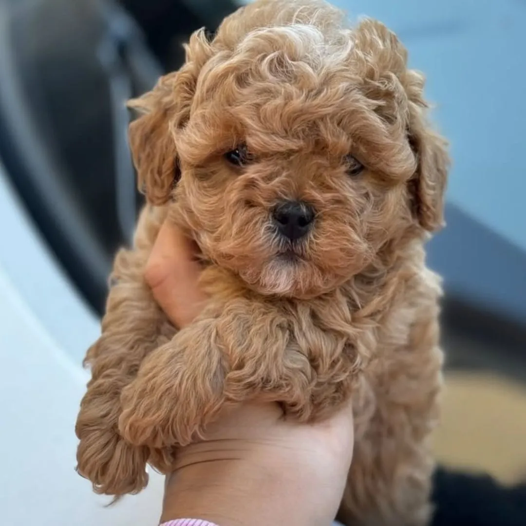 Petit chien Maltipoo