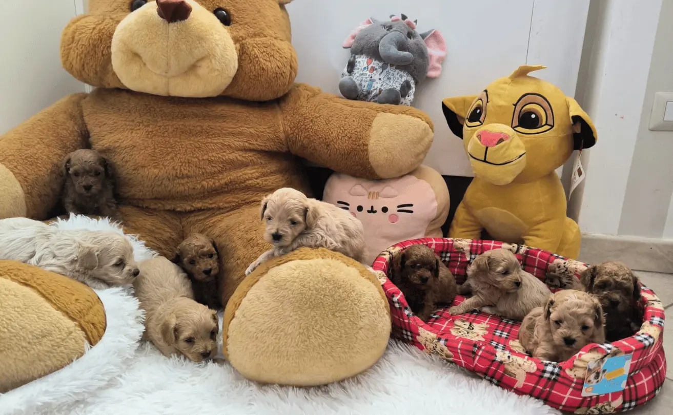 Pleins de Maltipoo n'ayant pas encore atteint la taille adulte