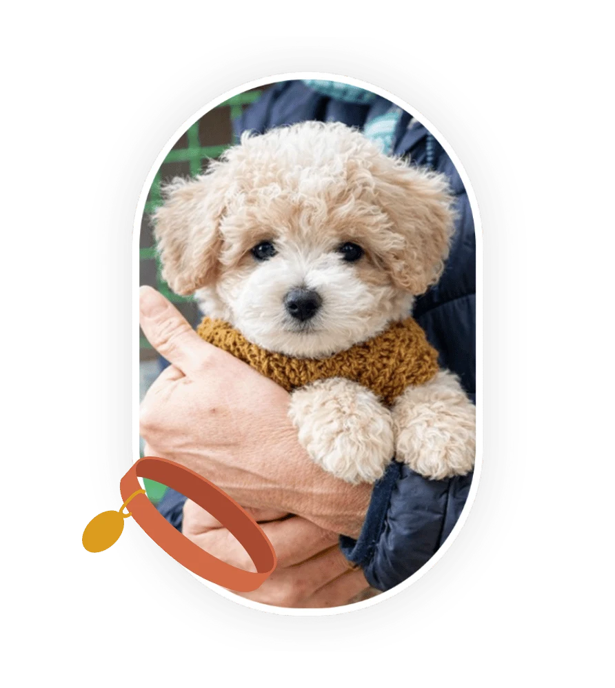 Élevage de Maltipoo