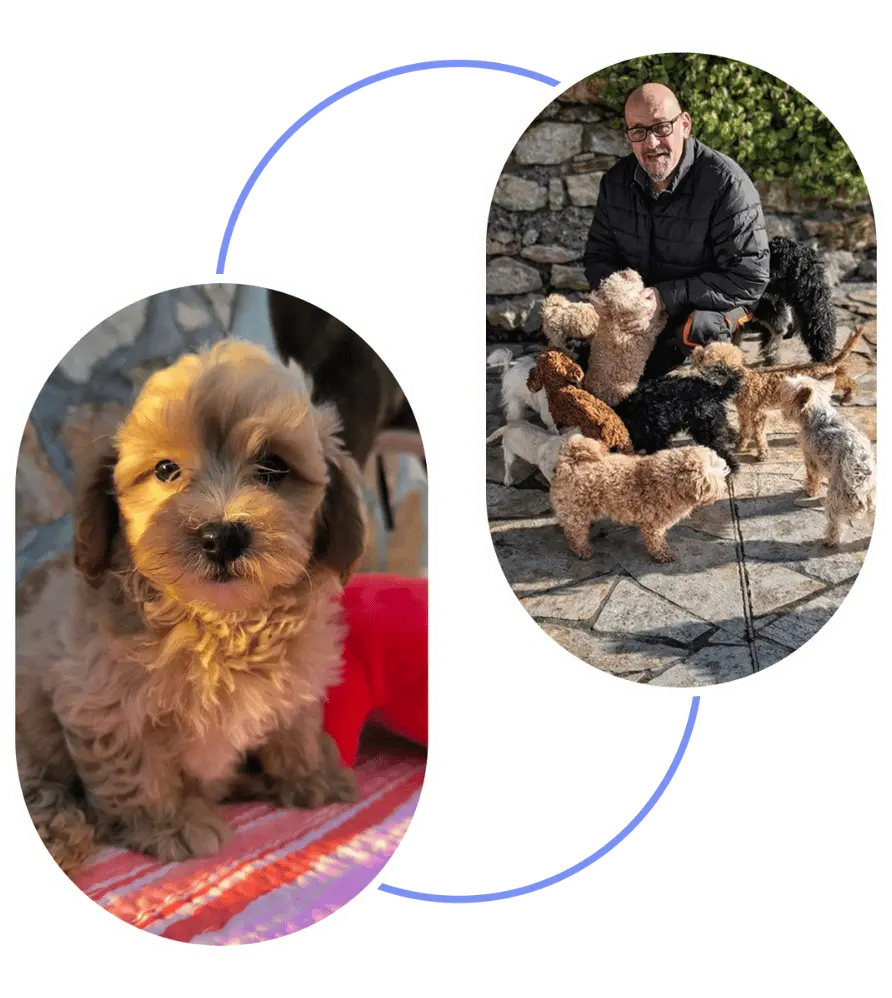 Élevage de Maltipoo avec un éléveur